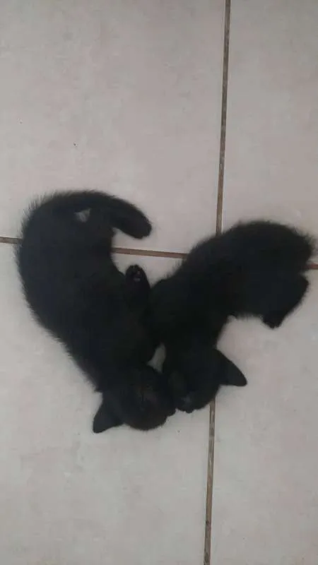 Gato raça SRD idade Abaixo de 2 meses nome Léon, Hermione