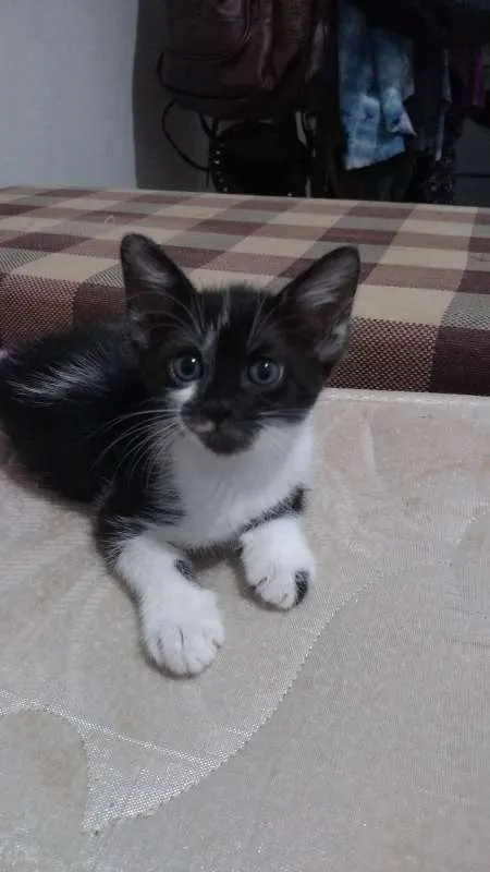 Gato raça SRD idade Abaixo de 2 meses nome Léon, Hermione