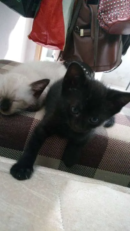 Gato raça SRD idade Abaixo de 2 meses nome Léon, Hermione