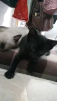Léon, Hermione