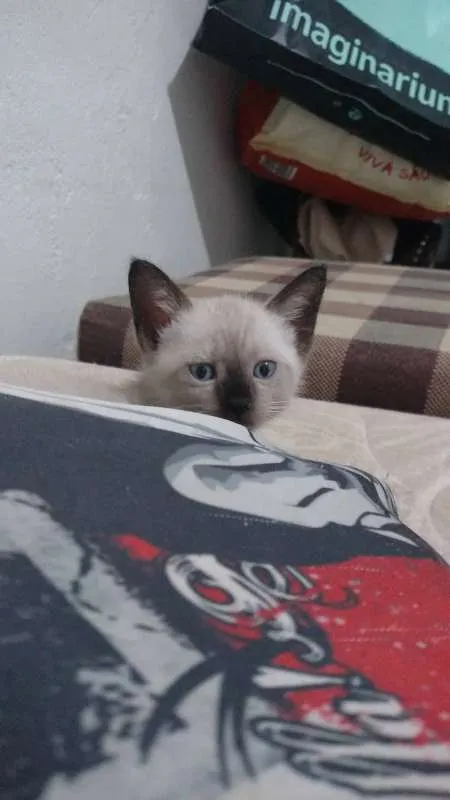 Gato raça SRD idade Abaixo de 2 meses nome Léon, Hermione