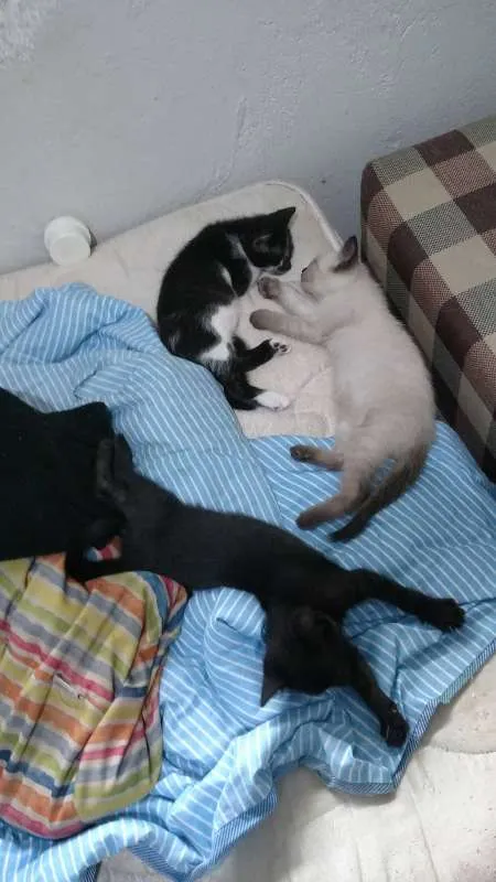 Gato raça SRD idade Abaixo de 2 meses nome Léon, Hermione