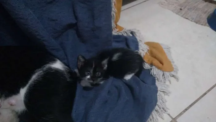 Gato raça SRD idade Abaixo de 2 meses nome Léon, Hermione