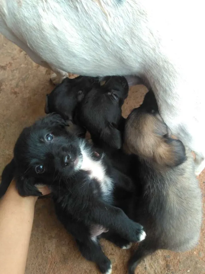 Cachorro ra a Viralata idade Abaixo de 2 meses nome Anônimo