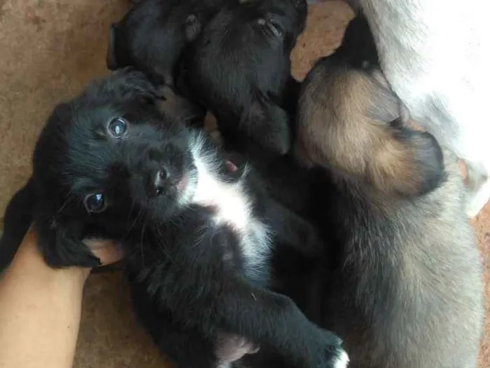 Cachorro ra a Viralata idade Abaixo de 2 meses nome Anônimo