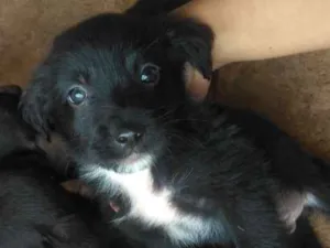 Cachorro raça Viralata idade Abaixo de 2 meses nome Anônimo