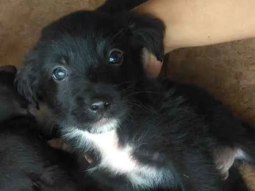 Cachorro ra a Viralata idade Abaixo de 2 meses nome Anônimo