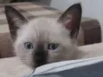 Léon, Hermione