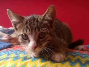 Gato raça Sem raça idade 2 a 6 meses nome Sem nome