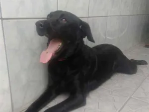 Cachorro raça labrador idade 4 anos nome Meggy