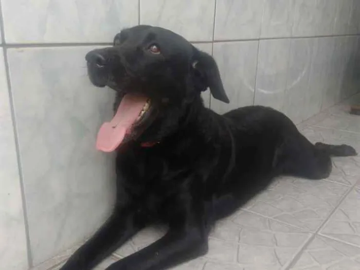 Cachorro ra a labrador idade 4 anos nome Meggy