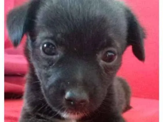 Cachorro raça Poodle com SRD idade Abaixo de 2 meses nome Tibi