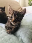 Mãezinha e bebês
