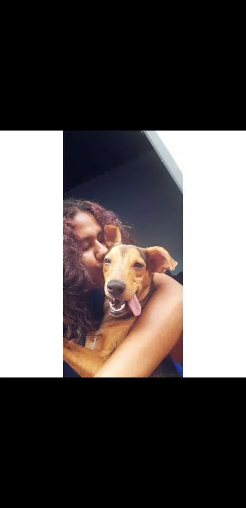 Cachorro raça Indefinida  idade 7 a 11 meses nome Myller(pudim)