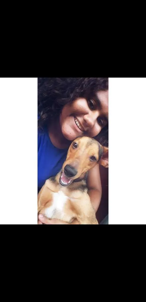 Cachorro raça Indefinida  idade 7 a 11 meses nome Myller(pudim)