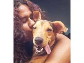 Cachorro raça Indefinida  idade 7 a 11 meses nome Myller(pudim)
