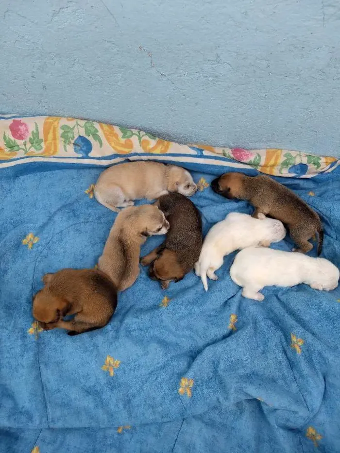 Cachorro ra a Vira-lata idade Abaixo de 2 meses nome Sem nome definido ai