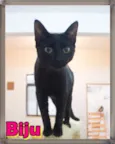 Biju