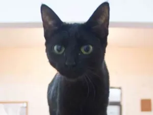 Gato raça SRD idade 2 a 6 meses nome Biju