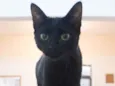 Biju