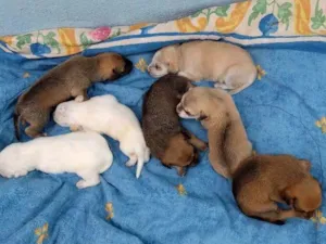 Cachorro raça Vira-lata idade Abaixo de 2 meses nome Sem nome definido ai