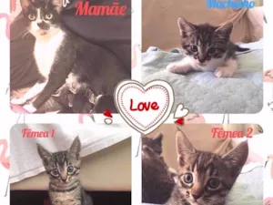 Gato raça SRD idade 2 a 6 meses nome Mãezinha e bebês