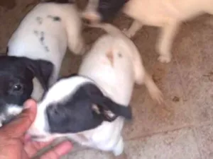 Cachorro raça Vira lata  idade 2 a 6 meses nome Filhotes 