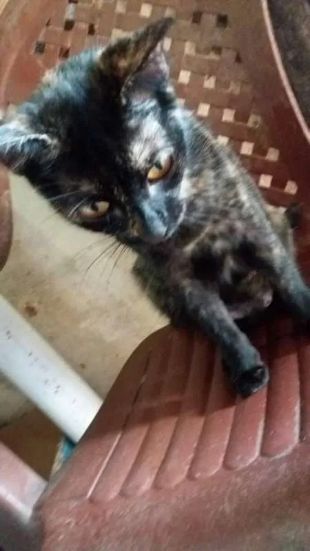 Gato ra a Vira lata idade 2 a 6 meses nome Gatos