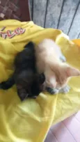 Gatos
