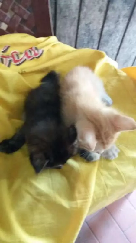 Gato ra a Vira lata idade 2 a 6 meses nome Gatos