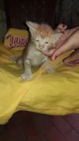 Gatos