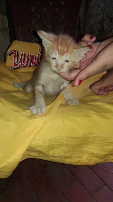Gato ra a Vira lata idade 2 a 6 meses nome Gatos