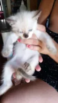 Gatos