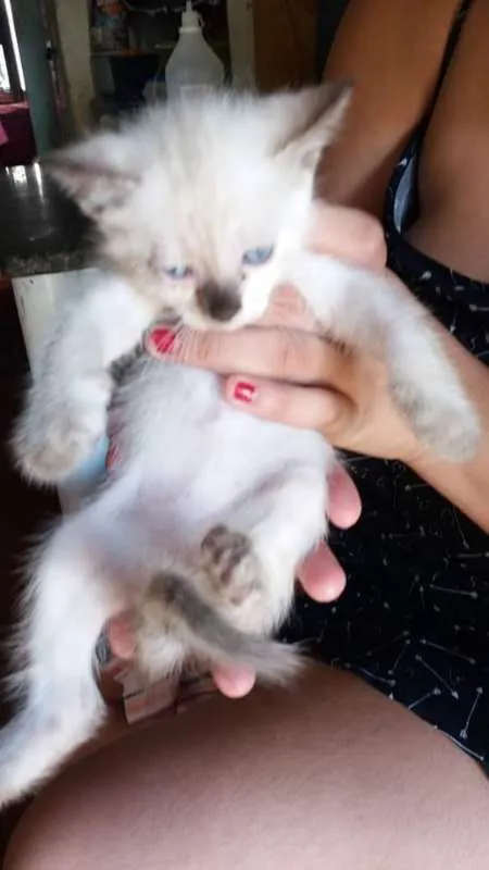 Gato ra a Vira lata idade 2 a 6 meses nome Gatos