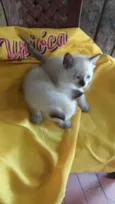 Gatos