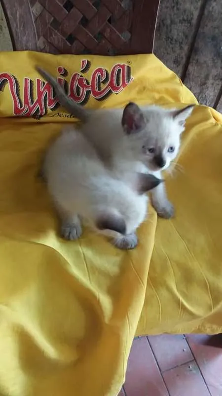 Gato ra a Vira lata idade 2 a 6 meses nome Gatos