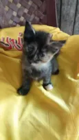 Gatos