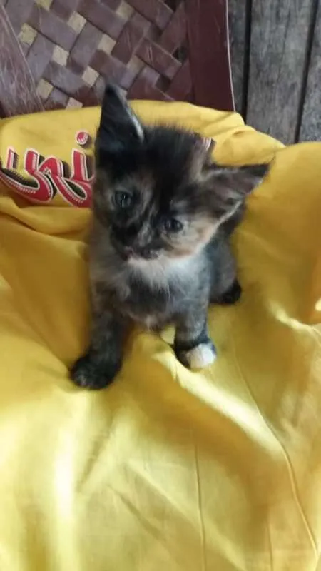 Gato ra a Vira lata idade 2 a 6 meses nome Gatos