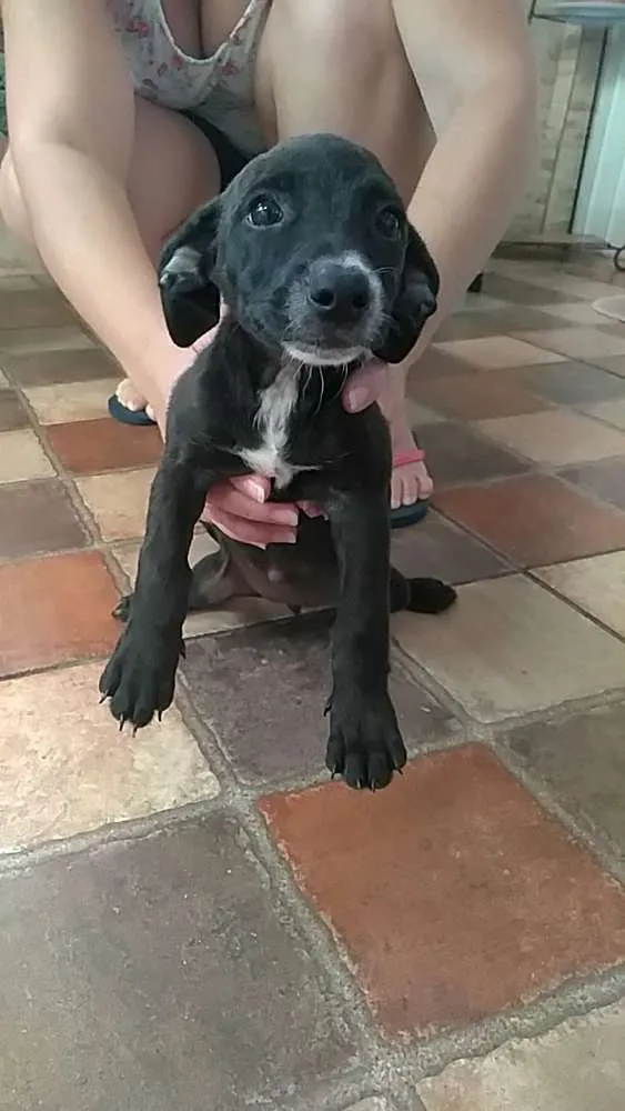 Cachorro ra a Srd idade 2 a 6 meses nome Meg