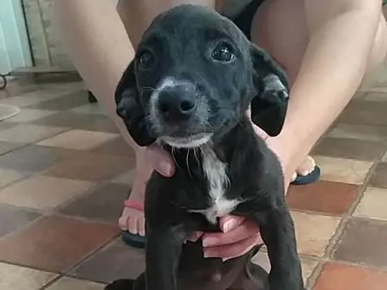 Cachorro ra a Srd idade 2 a 6 meses nome Meg