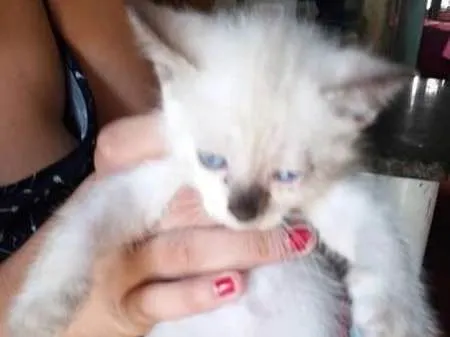 Gato ra a Vira lata idade 2 a 6 meses nome Gatos