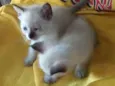 Gatos
