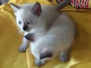 Gato raça Vira lata idade 2 a 6 meses nome Gatos