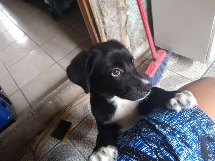 Cachorro ra a Não definida idade Abaixo de 2 meses nome Sem nome