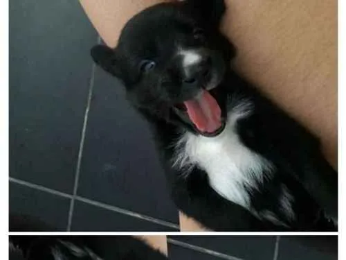 Cachorro ra a Não definida idade Abaixo de 2 meses nome Sem nome