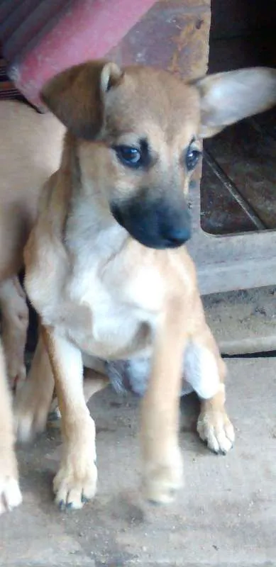 Cachorro ra a SRD idade 2 a 6 meses nome Meg