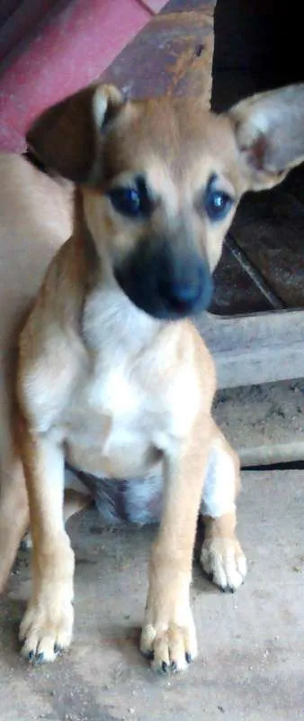 Cachorro ra a SRD idade 2 a 6 meses nome Meg