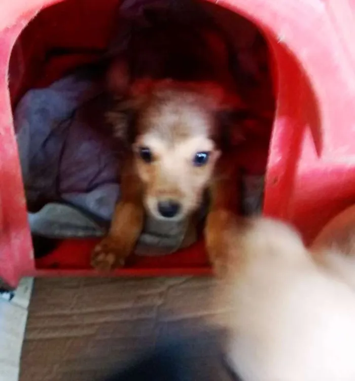 Cachorro ra a SRD idade 2 a 6 meses nome Bob