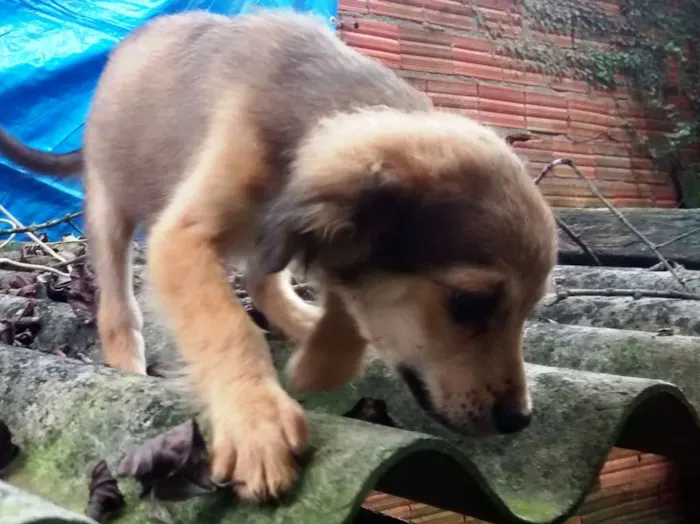 Cachorro ra a SRD idade 2 a 6 meses nome Bob