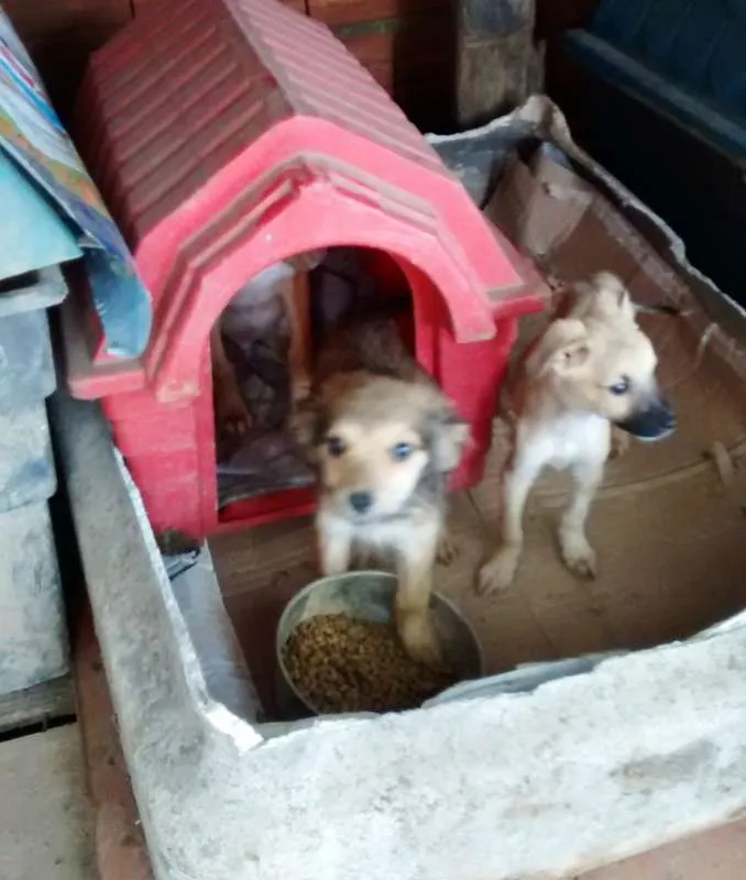 Cachorro ra a SRD idade 2 a 6 meses nome Bob